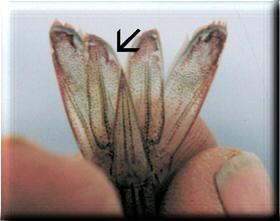 白虾感染桃拉病毒的病征-红尾